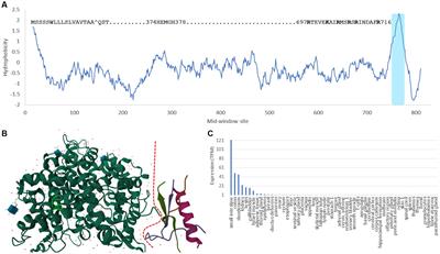Identification of host receptors for viral entry and beyond: a perspective from the spike of SARS-CoV-2